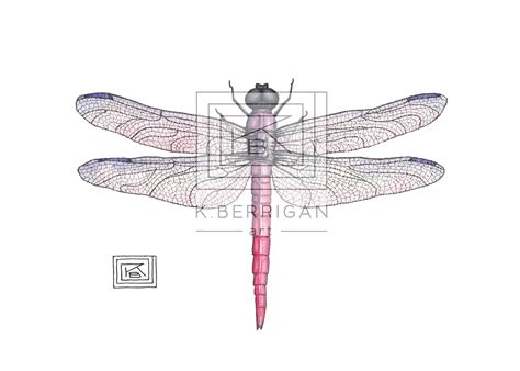 Watercolor Dragonfly Watercolor Dragonfly Original Painting Available