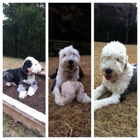 Pin By Sherrie Butler On Old English Sheepdogs With