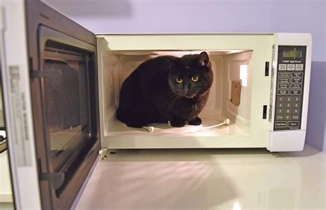 Cat In A Microwave So The Cat Came In On This Very Cold Ni Flickr