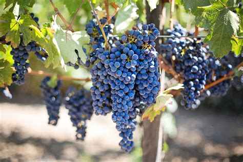 Two Ways Of Growing Concord Grape Vines To Maximize Your Garden Space
