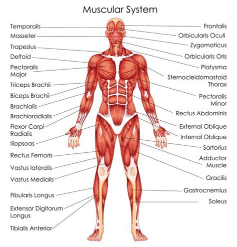 Below are two human body muscle diagrams, showing the front and back of the body. Anatomy of male muscular system - posterior and anterior ...