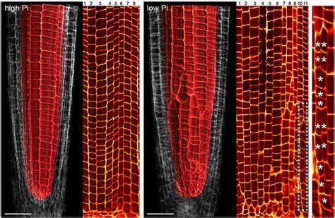 Frontiers Cellular Patterning Of Arabidopsis Roots Under Low