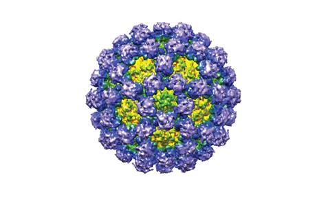 This animation shows how tiny noroviruses are in the grand scheme of things, and how the capsid is shaped out of many copies of a single protein. EMDB-5374: Structural basis for broad detection of ...