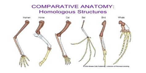 comparative anatomy assignment point