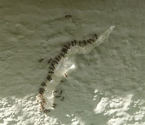 Check spelling or type a new query. Why Are Tiny Kitchen Ants Called "Sugar Ants"? | Allison ...