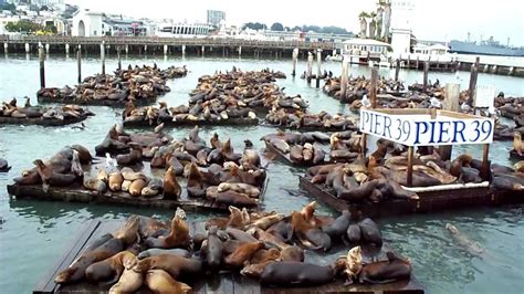Noisy Sea Lions At Pier 39 San Francisco Usa Youtube