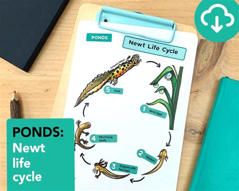 Newt Life Cycle Poster Educational Pond Printable Etsy