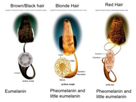 This article is more than 9 months old. Why does my naturally black hair have a red tint to it ...
