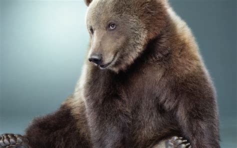 Animals Bears Funny Sitting Smiling Wallpaper Funny Looking Animals