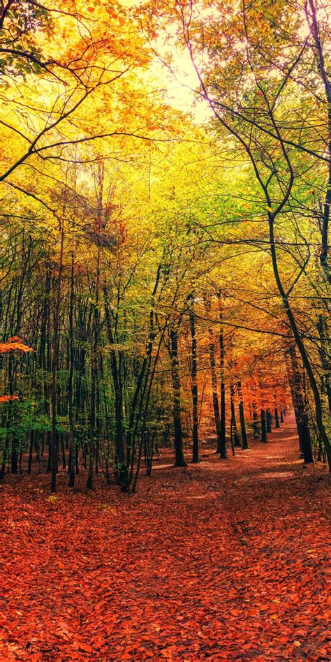 Autumn Leaves Fall Tree Forest Nature 1080x2160 Wallpaper