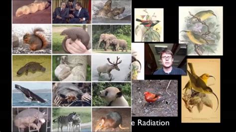Speciation And Extinction Youtube