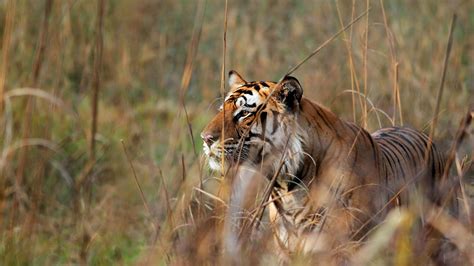 Bengal Tiger Bushes Bing Wallpaper Download