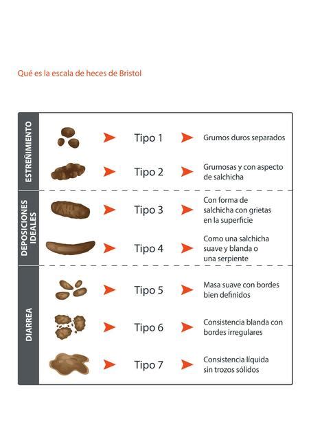 Qué es la escala de heces de Bristol Medicina y Farmacia uDocz