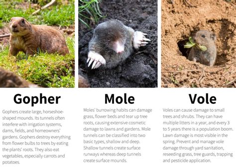 Gopher Mole Vole Identification Xceptional Wildlife Removal