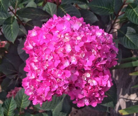 How Long Does It Take To Turn A Pink Hydrangea Blue Southern Living