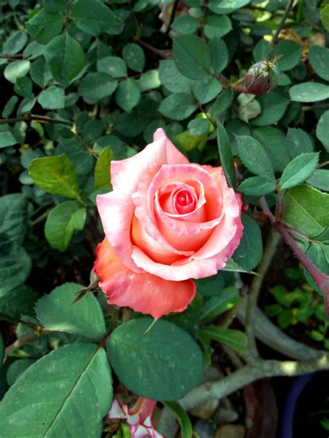 We all start the morning with your tea every day. How to use Tea Bags in the Garden | Tea Bags for ...