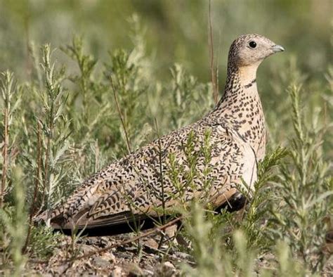 Black Bellied Sandgrouse Birds Of India Bird World