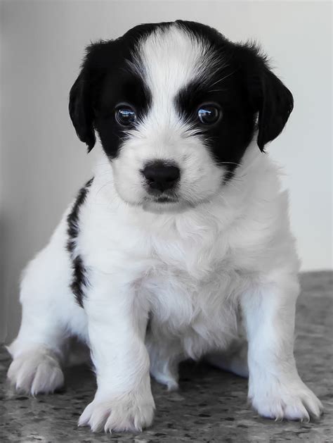 Royalty Free Photo Medium Coated White And Black Puppy Pickpik