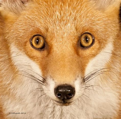 Image Result For Fox Eyes Fox Eyes Fox Face Drawings Sly Animals