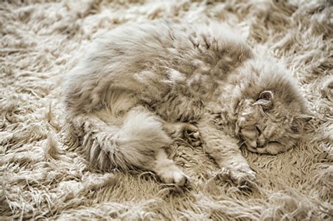 10 Pets That Are Masters Of Camouflage Bored Panda