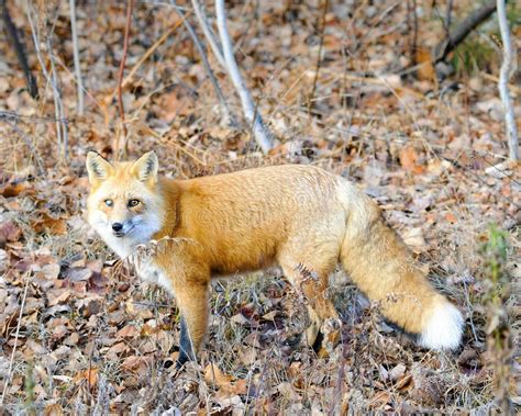 Red Fox Stock Photo Fox In The Forest With Nature Background Bushy