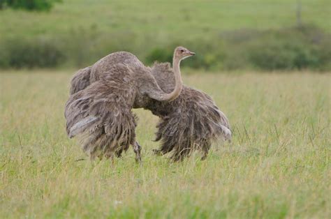 How Do Ostriches Adapt To The Heat