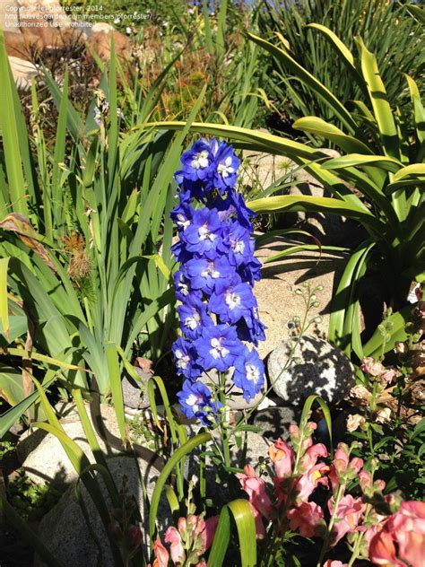 These towering beauties can be grown at home from blue delphinium seeds of most varieties, and can also generally be purchased locally as seedling or clone plants. PlantFiles Pictures: Delphinium, Candle Delphinium ...