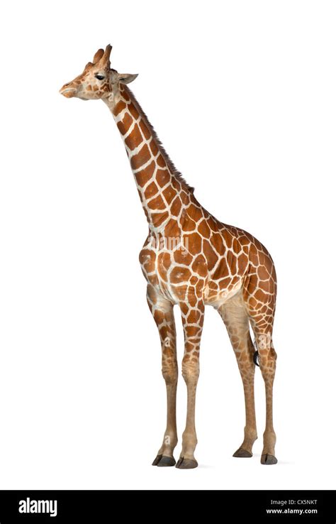 Somali Giraffe Often Known As Reticulated Giraffe Giraffa