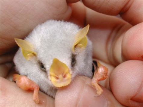 Honduran White Bat Babies Adorable Alert
