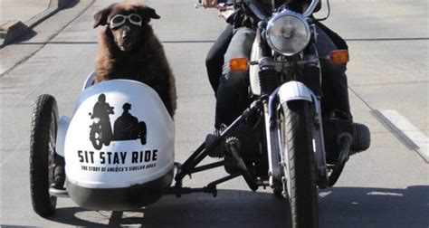 Dogs In Motorcycle Sidecars Bikermetric