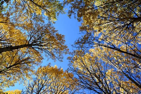 Autumn Season Nature Free Photo On Pixabay Pixabay