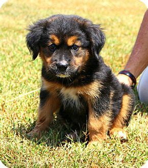 Usually, you'll find that your rottweiler golden retriever mix is a very loyal dog and they are protective and loyal to their family. Glastonbury, CT - Rottweiler/Golden Retriever Mix. Meet Maggie a Puppy for Adoption.