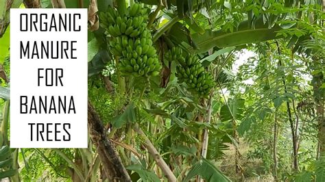 Organic Fertilizer For Banana Tree How To Fertilize Banana Organic