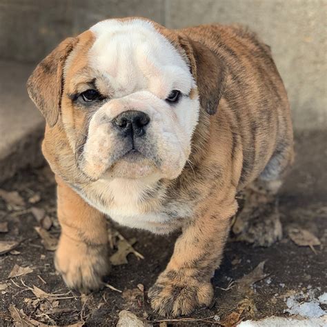 French bulldogs are loved by breeders for their looks. Does English Bulldogs Shed A Lot - Pet Inspiration