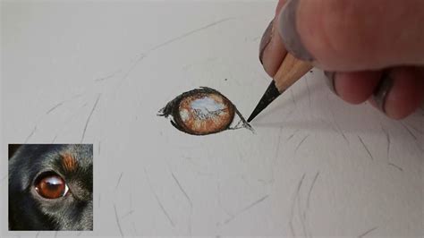 Dogs Eye Tutorial In Coloured Pencil Youtube