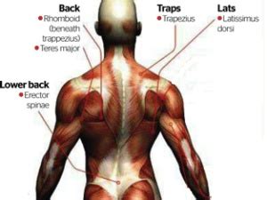 The first half of the movement where you you'll notice on the spine anatomy diagram that the. Back Building 101 | So You Wanna Get Jacked?