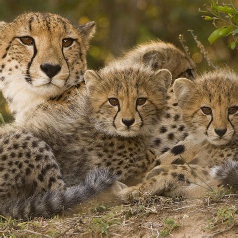 Baby Cheetahs In The Wild