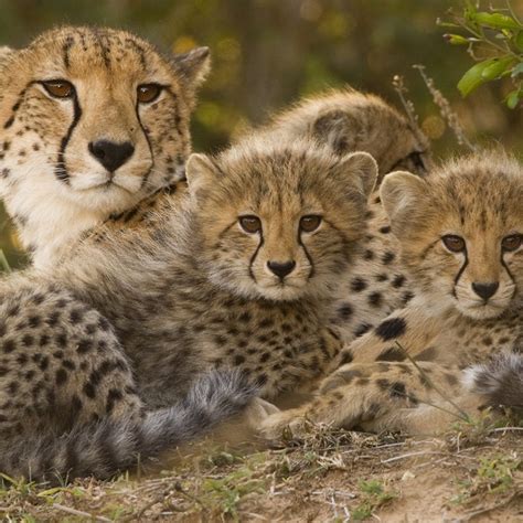 Cheetah Adaptations For Kids Kids Matttroy