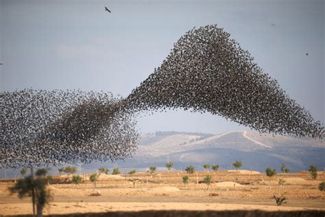 You can access the tool mentioned and used for the editing via the link below. Starlings in the Sky