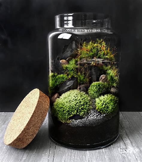 Moss Terrarium | Hot Sex Picture