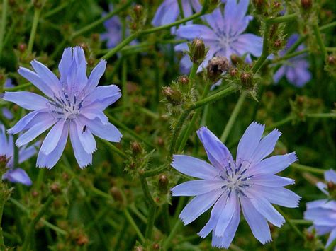 Flowers have been eaten since ancient times. Wild Plants You Can Eat | Snaplant.com