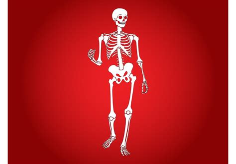 Happy Skeleton Download Free Vector Art Stock Graphics And Images