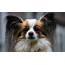 Papillon Dog Breed All About This Cute Small