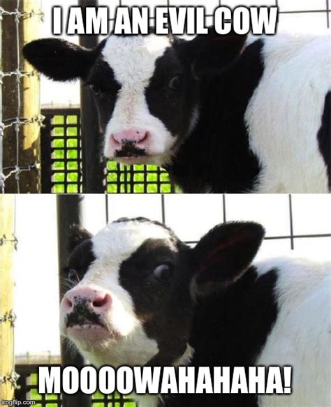 Evil Cow Meme