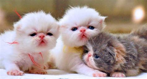 10 Foto Anak Kucing Comel Baru Bangun Tidur - Kucing.co.id