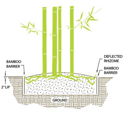 This is the reason that leptomorph bamboos spread quickly, not maintaining a tight clumping habit, but a spreading thicket of stems. Anyone have experience with bamboo and spreading?