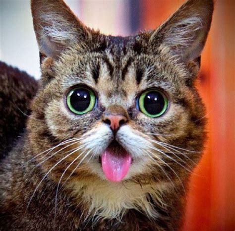 Ten Very Naughty Cats Who Love Poking Their Tongue Out At You