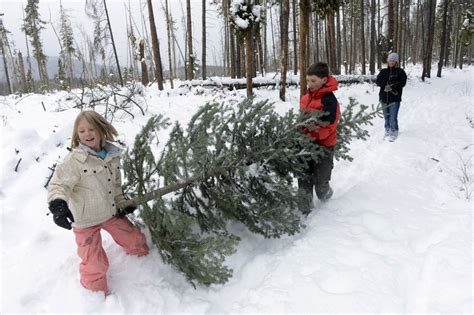 Perhaps you grew up with an artificial one and can't think of a better way to break with tradition. Where and how to cut down your own Christmas tree in ...