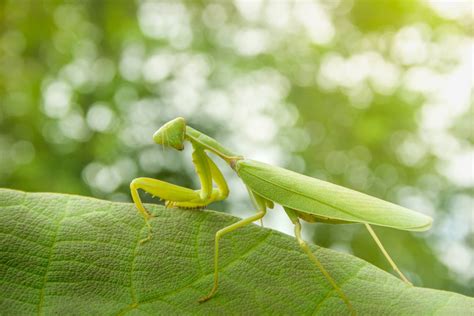 The Brown Praying Mantis Lifecycle Habitat Behavior And Benefits