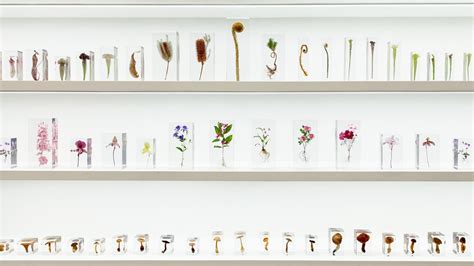 At best are you searching for high quality, organic dried flowers and petals supplier in australia? Azuma Makoto's New Freeze-Dried Flower Series Launches at ...